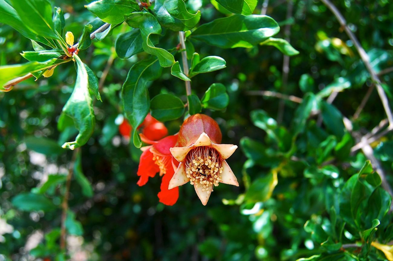 Pomegranate